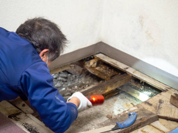 Best Professional Mold Removal  in Fredericksburg, TX