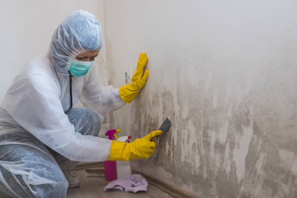 Best Toxic Mold Removal  in Fredericksburg, TX