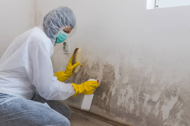 Best Mold Remediation  in Fredericksburg, TX