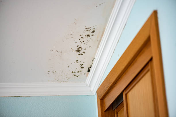 Best Office Mold Removal Services  in Fredericksburg, TX