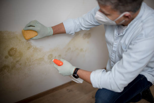 Best Same-Day Mold Removal  in Fredericksburg, TX