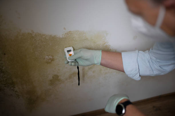 Best Mold Removal and Inspection  in Fredericksburg, TX