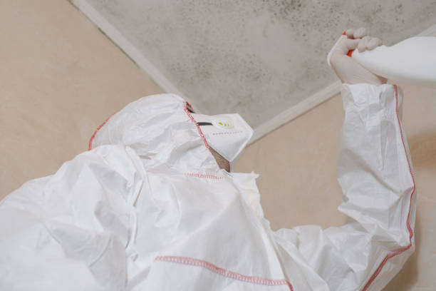 Mold Removal Process in Fredericksburg, TX