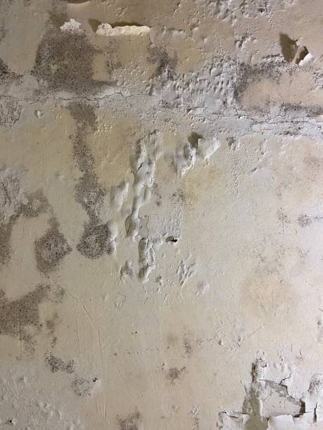 Best Mold Damage Repair  in Fredericksburg, TX