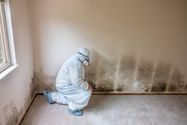 Best Mold Damage Repair  in Fredericksburg, TX