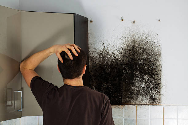 Professional Mold Removal in Fredericksburg, TX