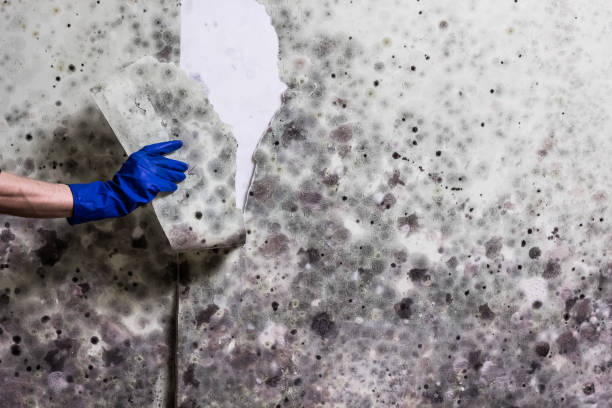 Mold Removal and Inspection in Fredericksburg, TX